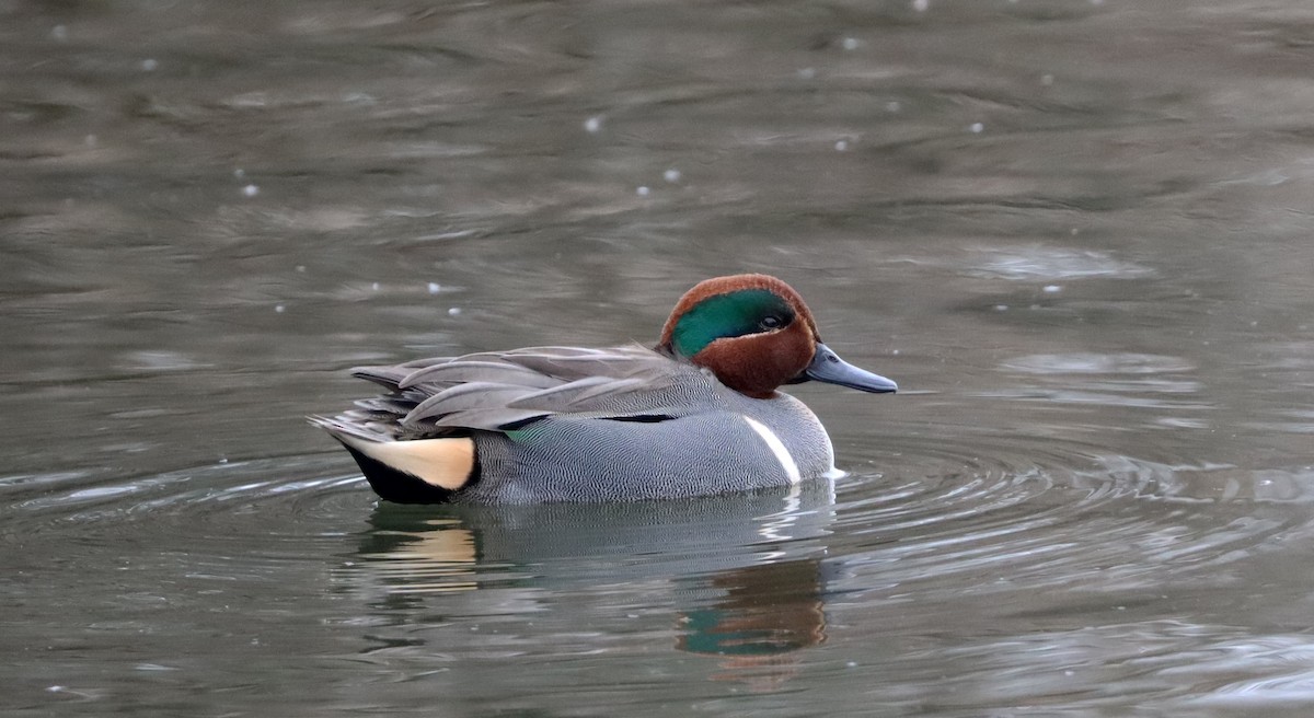 Green-winged Teal - Stefan Mutchnick