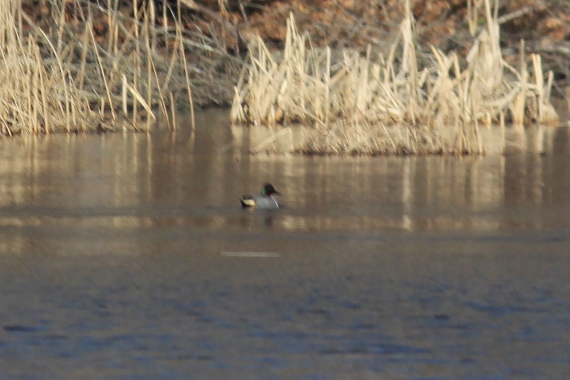 Green-winged Teal - Patrick & Christine Tamborra