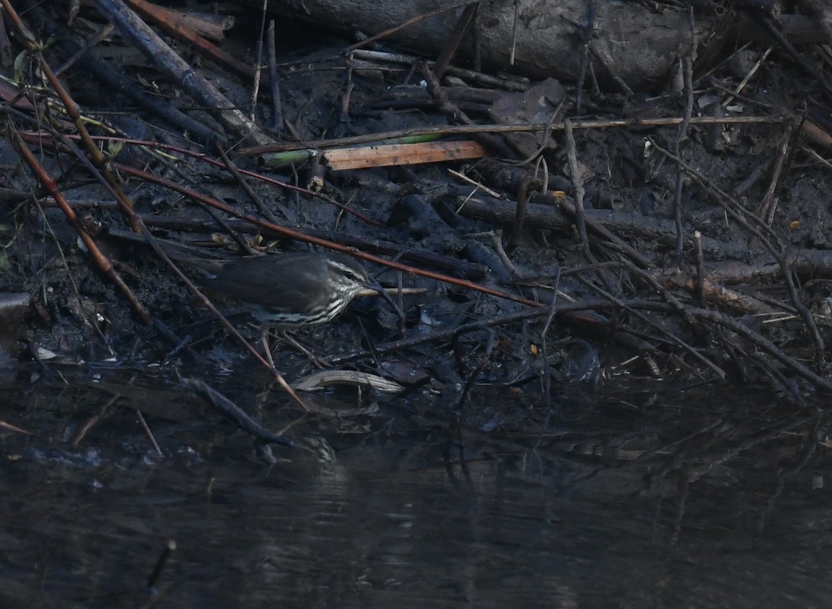 Northern Waterthrush - Donald Kirker