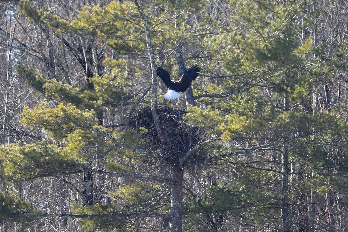 Bald Eagle - ML529261151