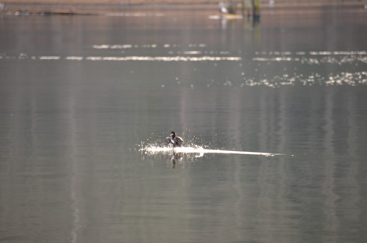 Bufflehead - ML529261581