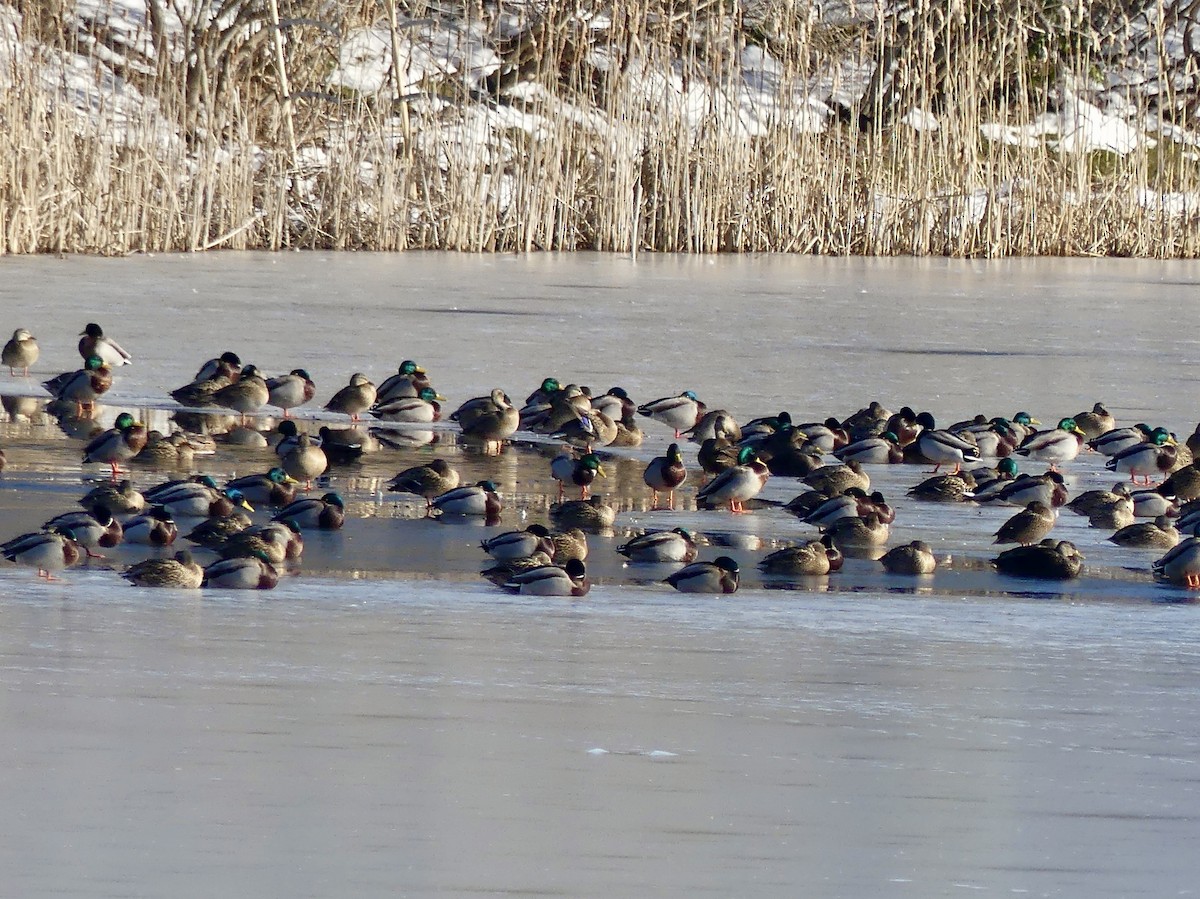 Mallard - Laura Blutstein