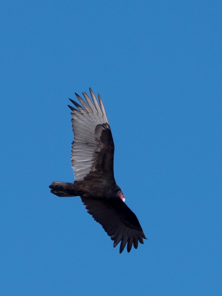 Turkey Vulture - ML529262531