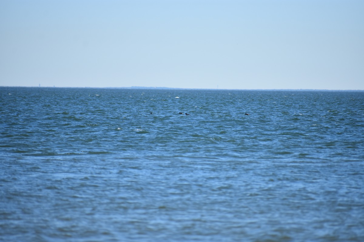 Surf Scoter - Ray Doyle