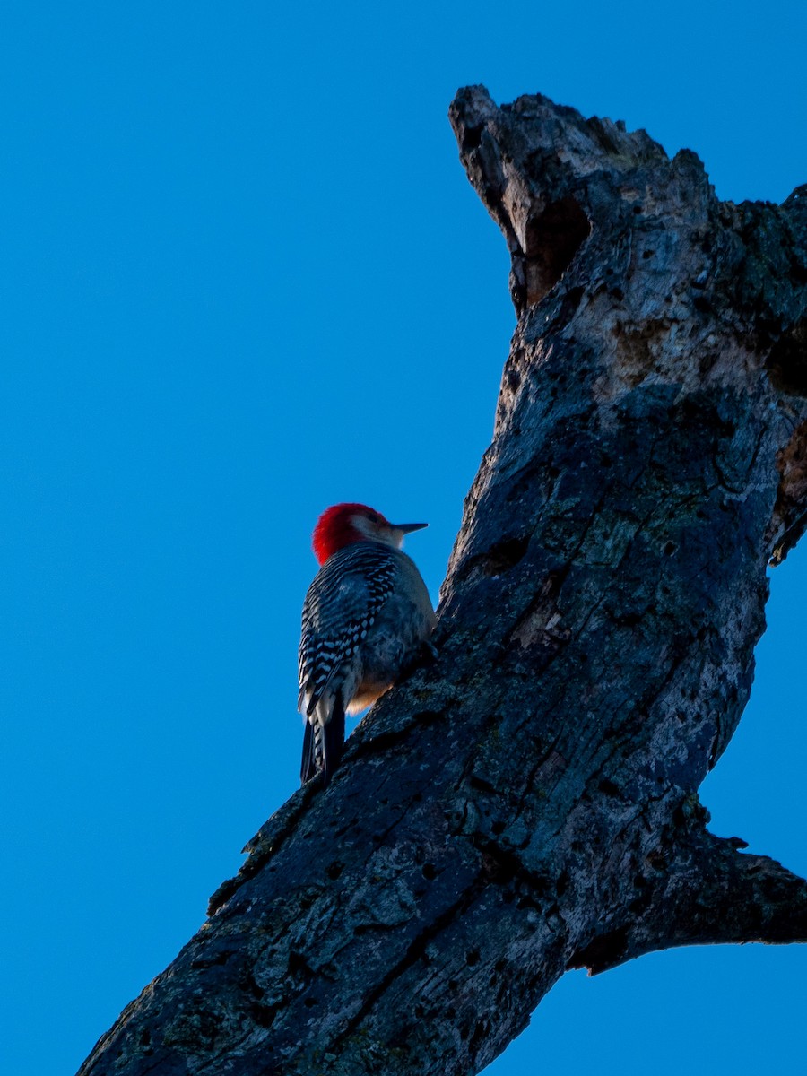 Red-bellied Woodpecker - Doug Hosney