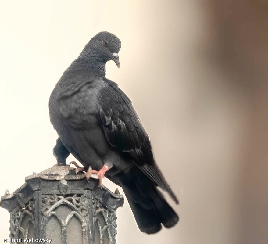 Rock Pigeon (Feral Pigeon) - Helmut Wehowsky