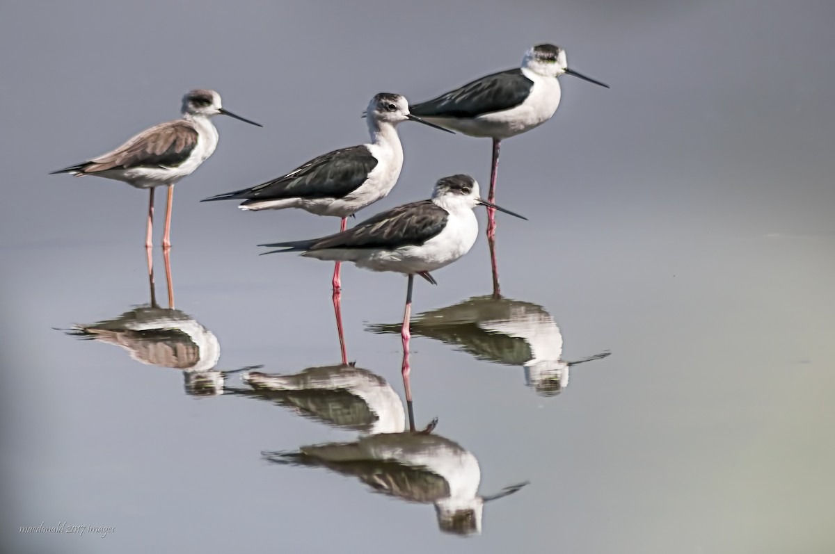 Black-winged Stilt - ML52926311