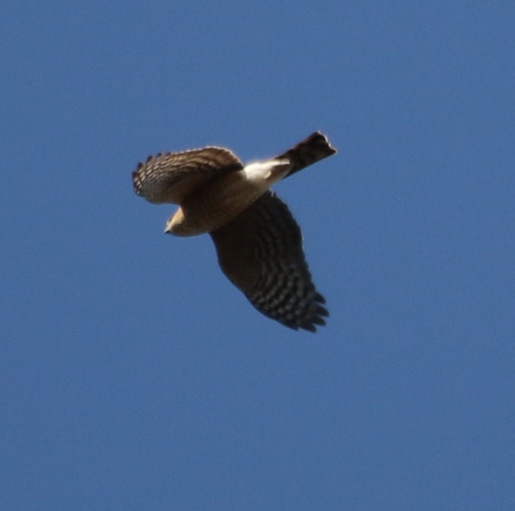 Sharp-shinned Hawk - ML529263621