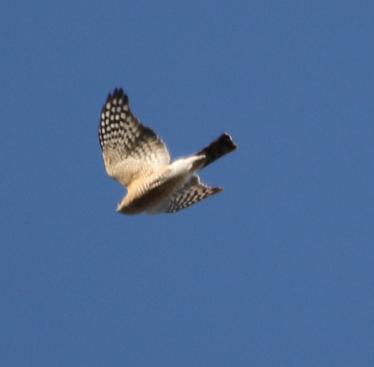 Sharp-shinned Hawk - ML529263631