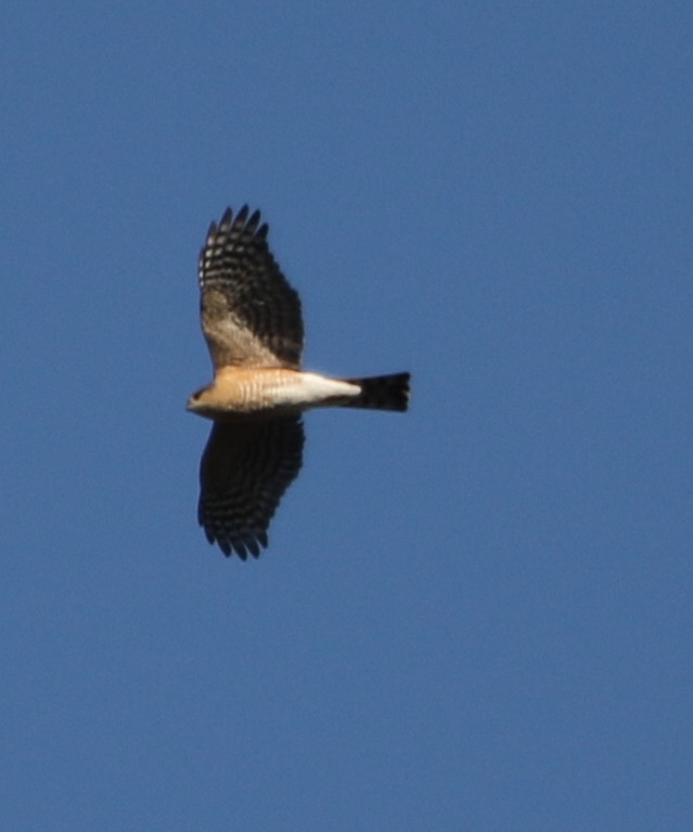 Sharp-shinned Hawk - ML529263641