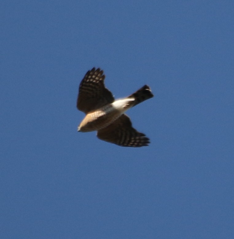 Sharp-shinned Hawk - ML529263661