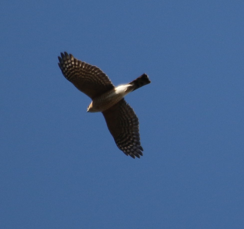 Sharp-shinned Hawk - ML529263681