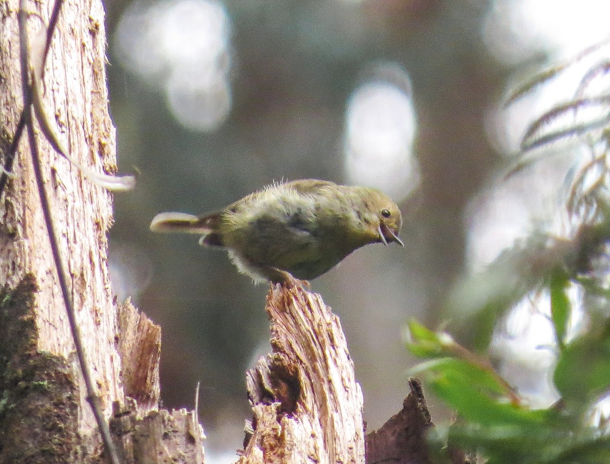 Large-billed Scrubwren - ML529264191