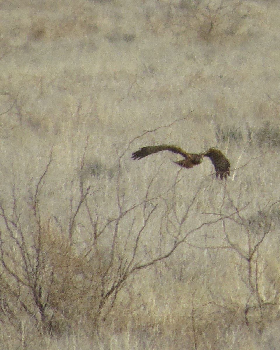 Northern Harrier - ML529264281