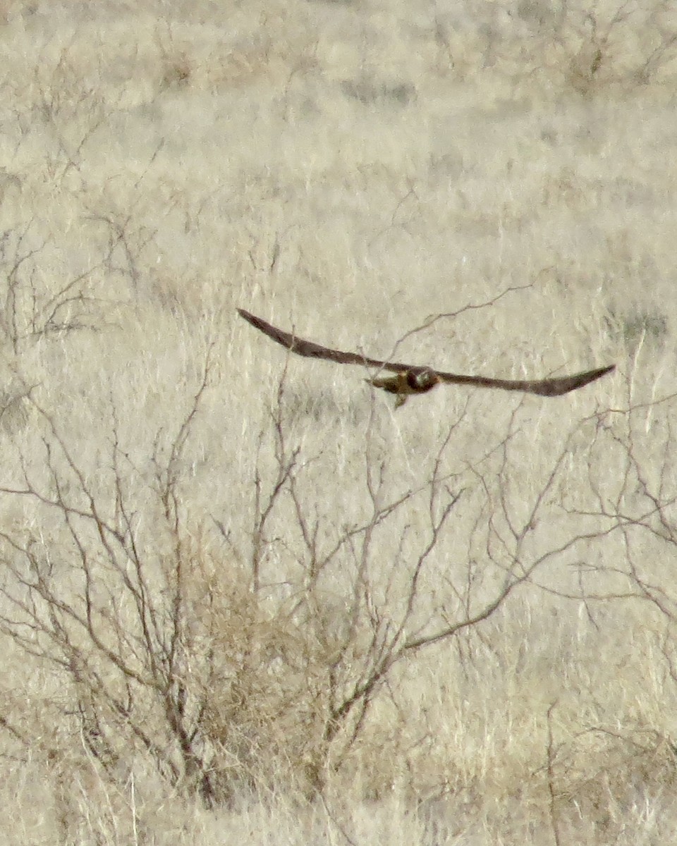 Northern Harrier - ML529264331