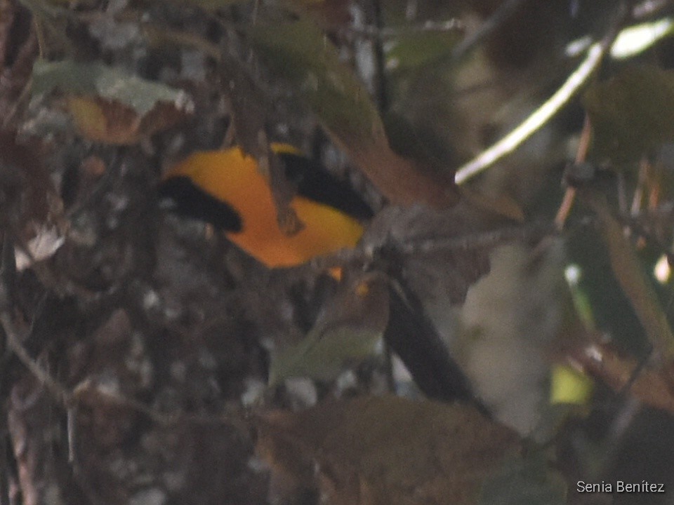 Yellow-backed Oriole - ML529264901