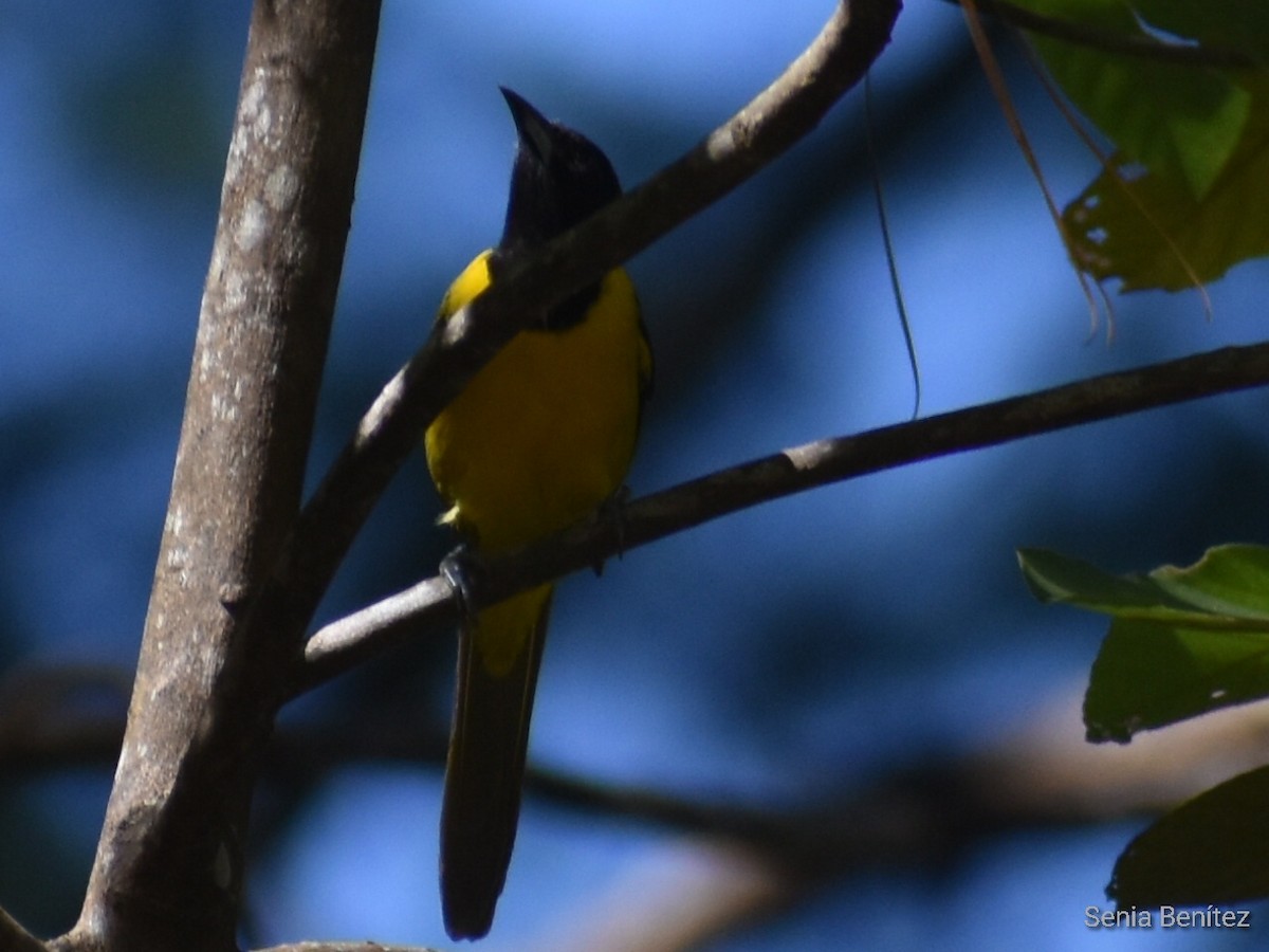 Yellow-backed Oriole - ML529264911