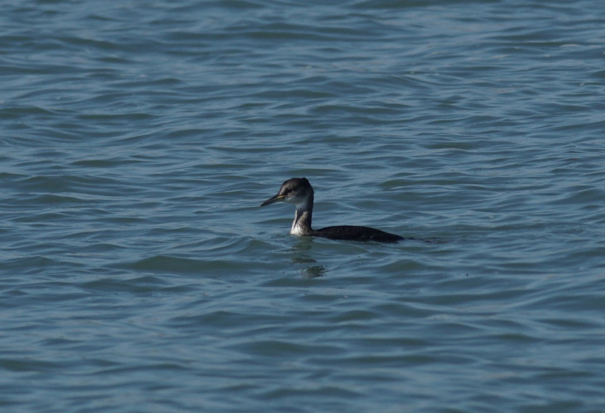 Red-necked Grebe - ML529265131