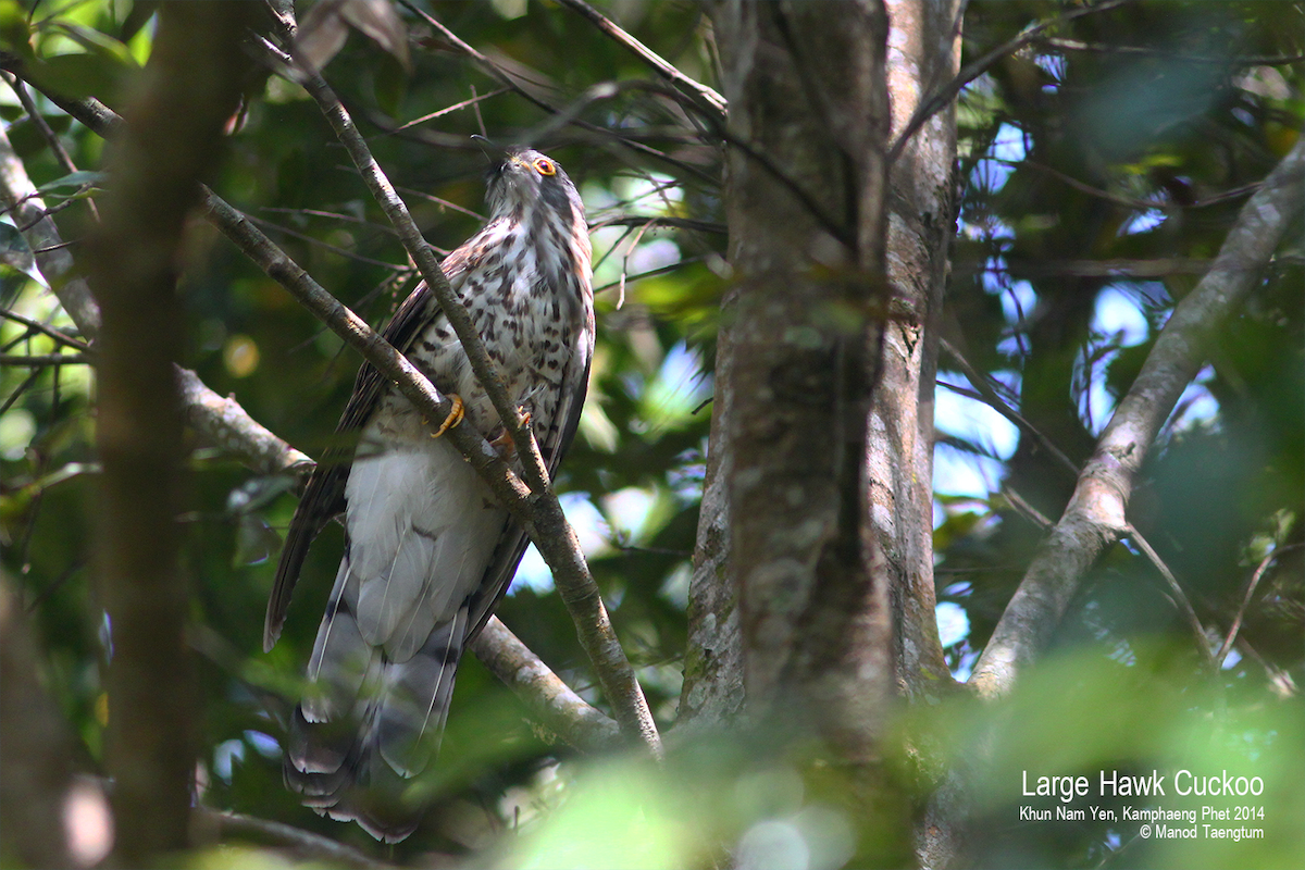 Large Hawk-Cuckoo - ML529265151