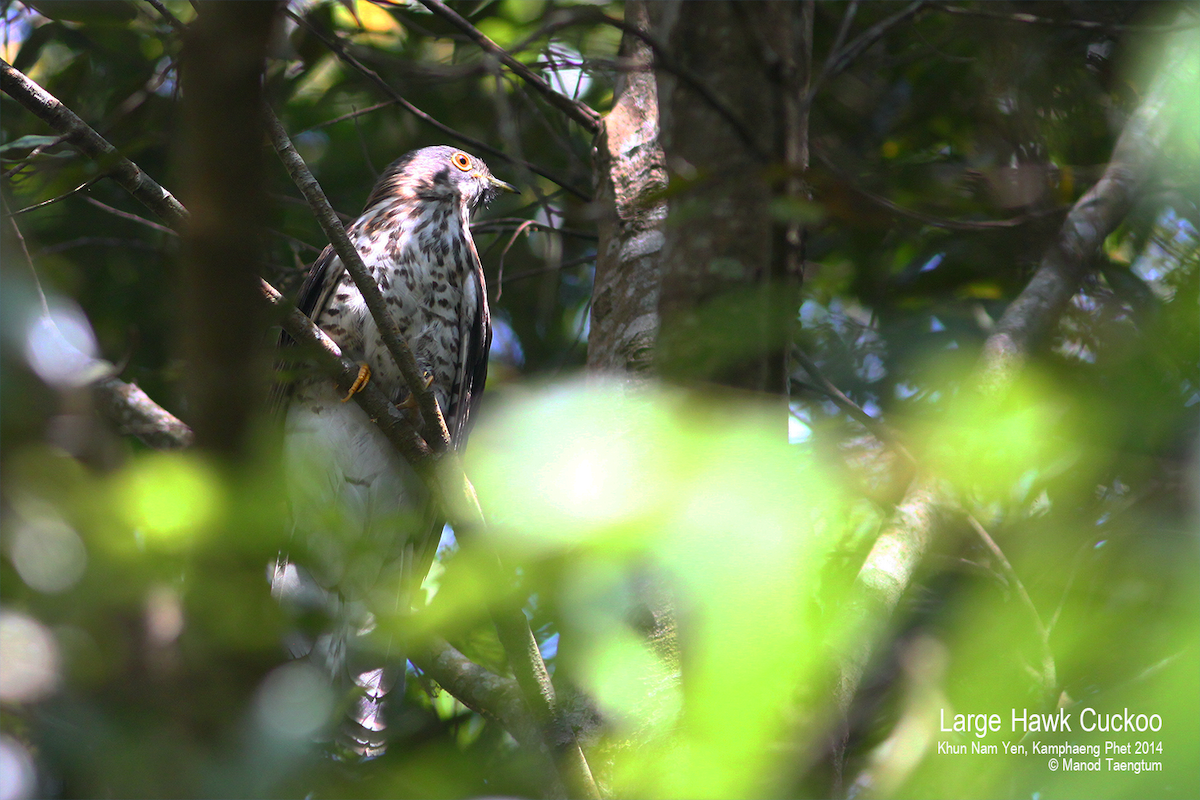 Large Hawk-Cuckoo - ML529265161