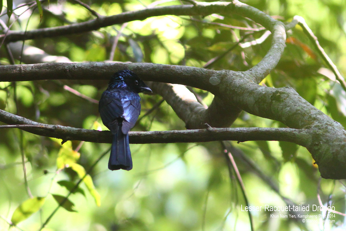 Lesser Racket-tailed Drongo - ML529265191