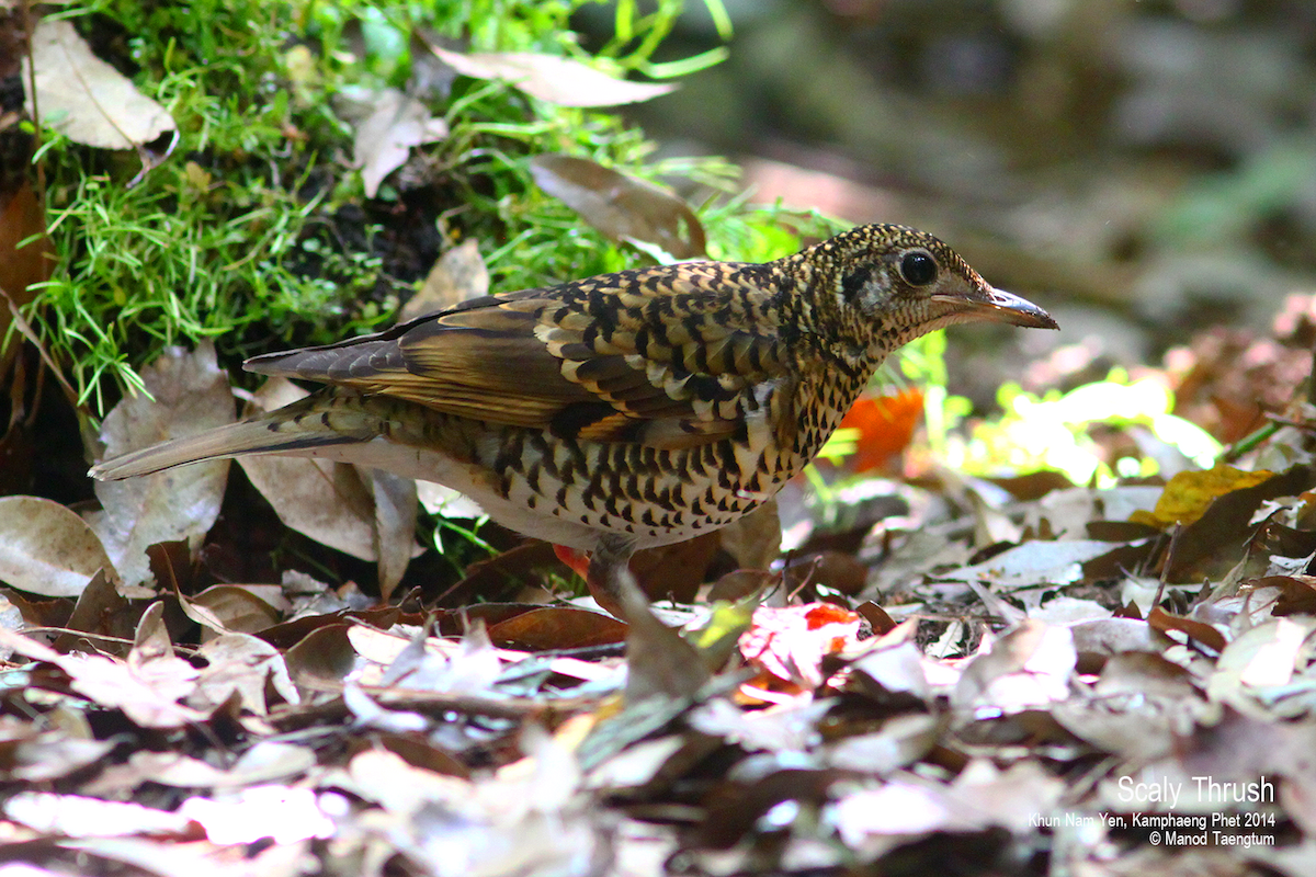 Scaly Thrush - ML529265211