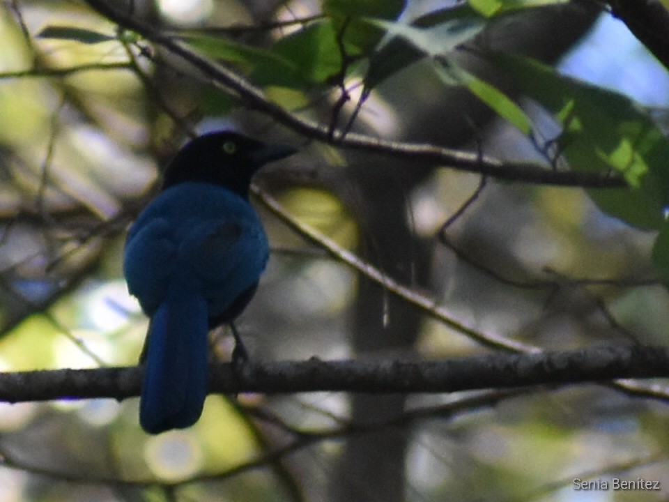 Bushy-crested Jay - ML529265221