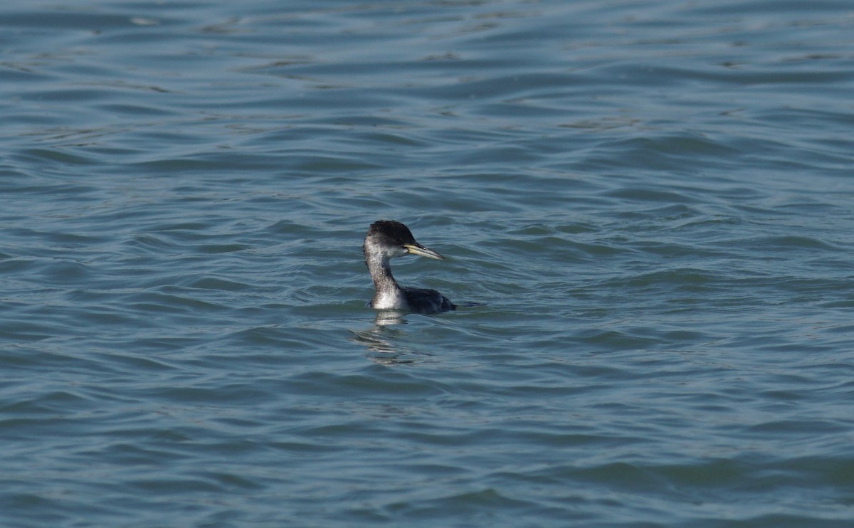 Red-necked Grebe - ML529265251