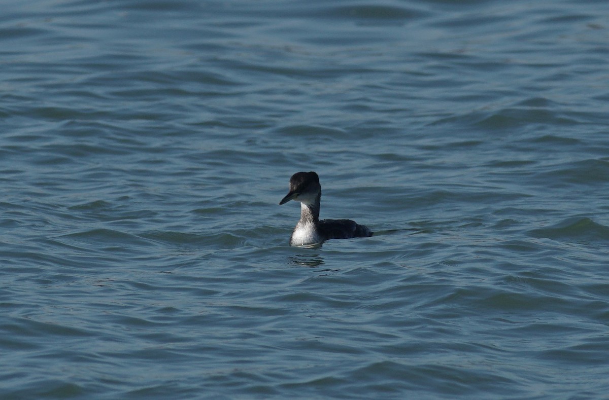 Red-necked Grebe - ML529265371