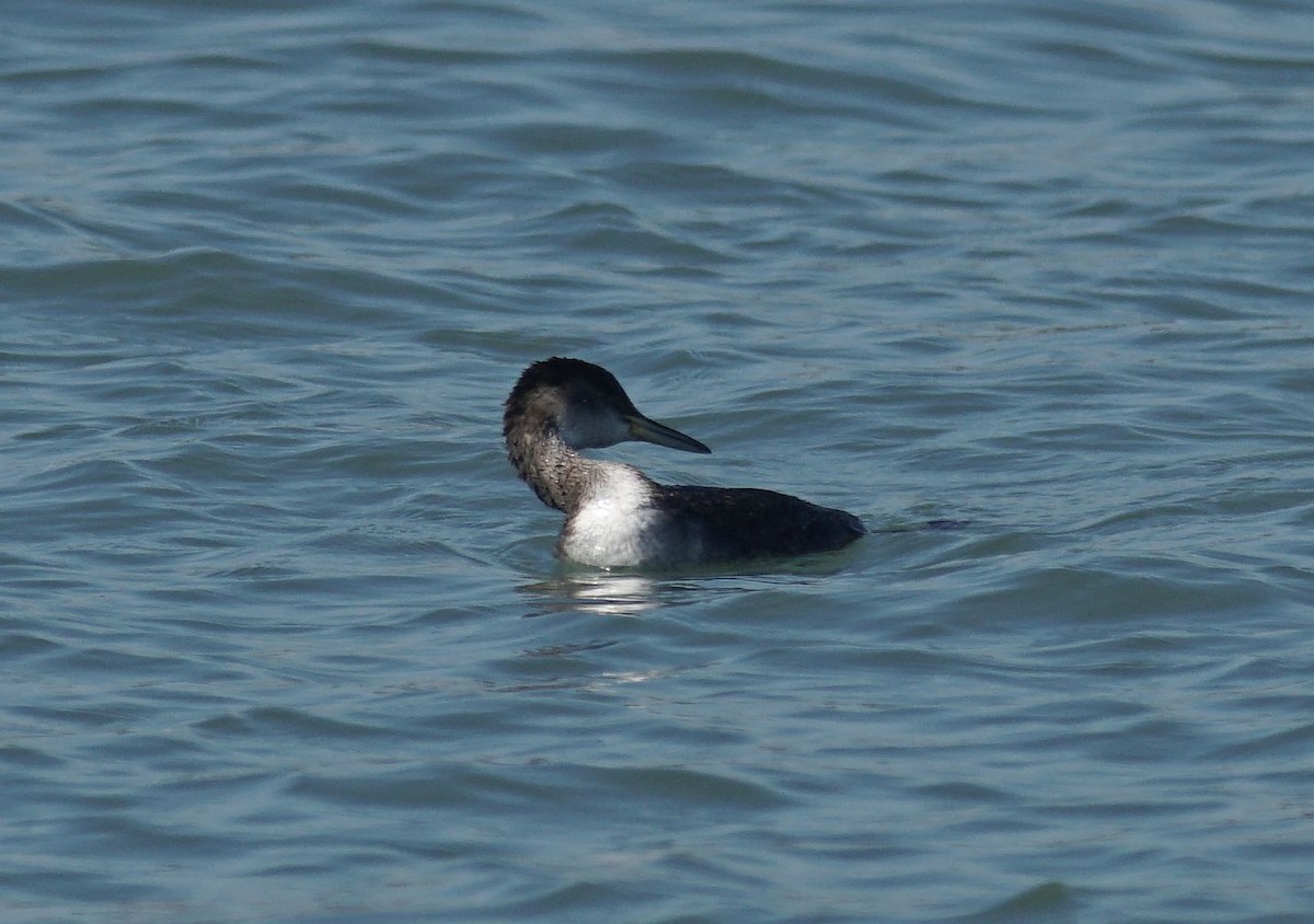 Red-necked Grebe - ML529265441