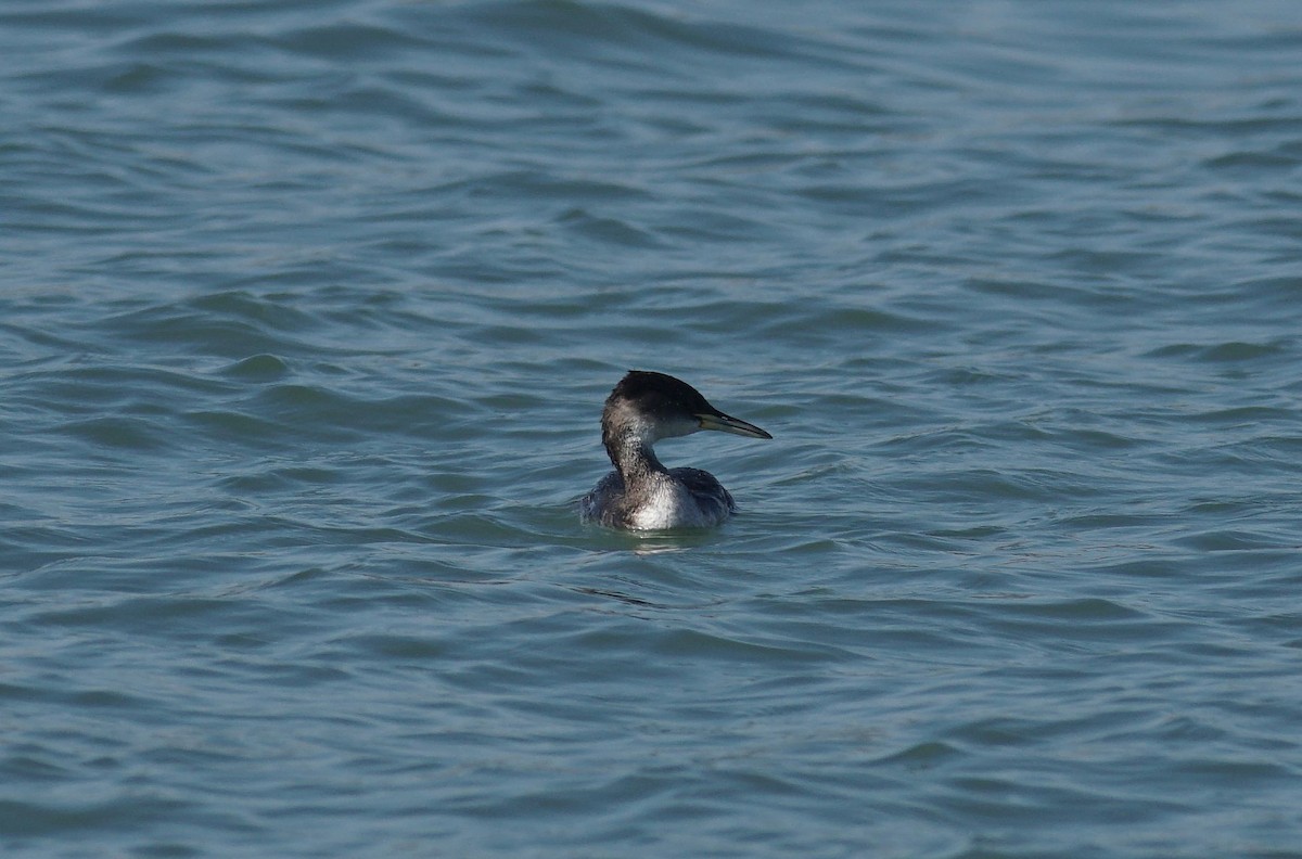 Red-necked Grebe - ML529265561