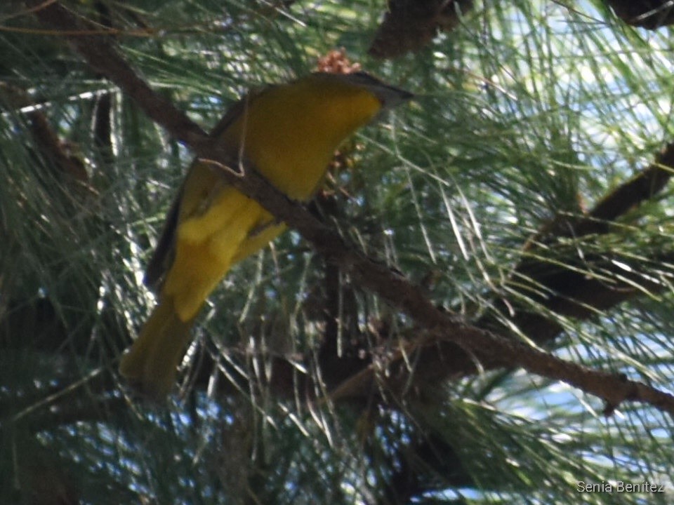 Hepatic Tanager - Senia Benitez