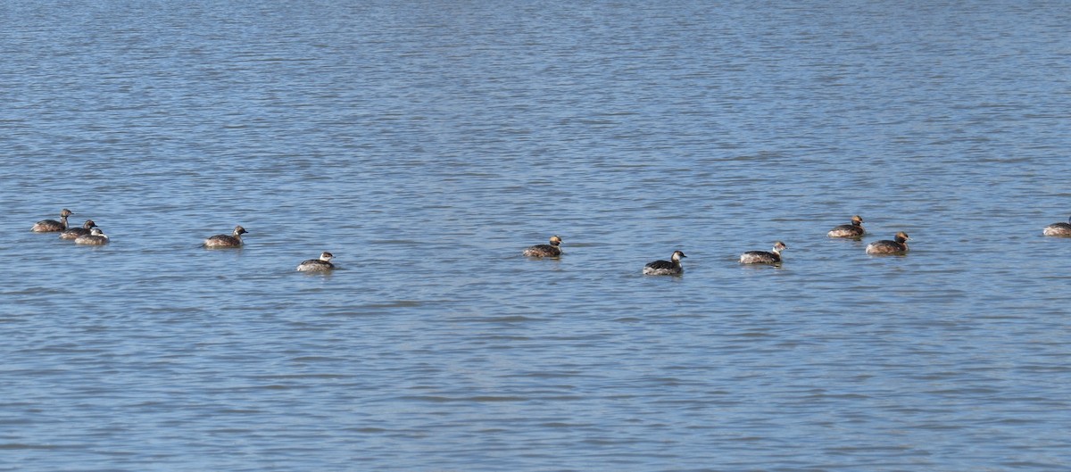 Horned Grebe - ML52926691