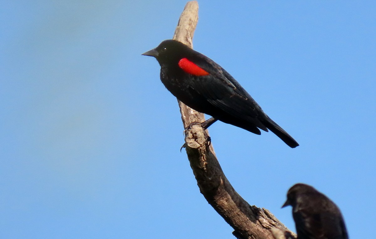 Red-winged Blackbird - Leslie Flint