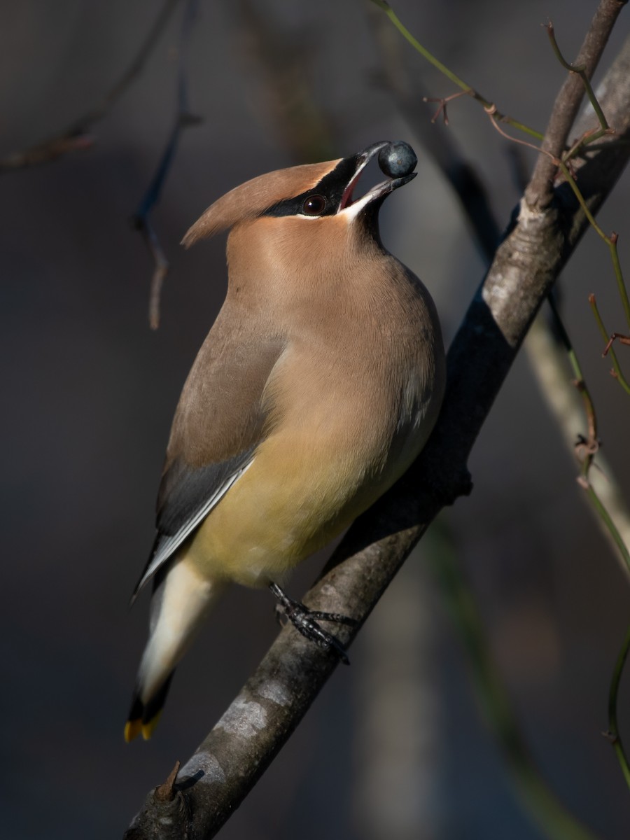 Cedar Waxwing - ML529267501