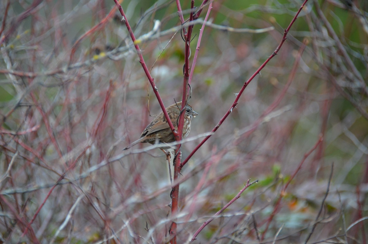 Song Sparrow - ML529267671