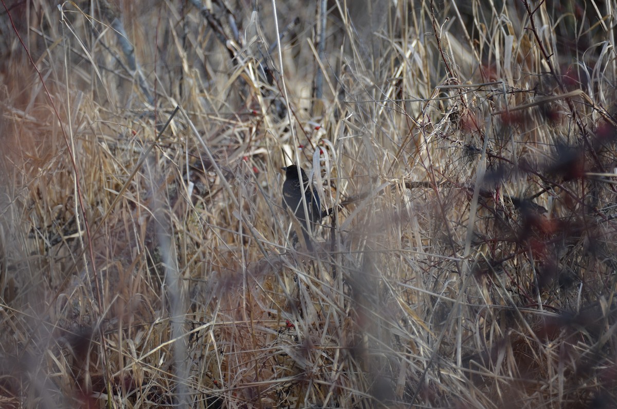 Red-winged Blackbird - ML529267781