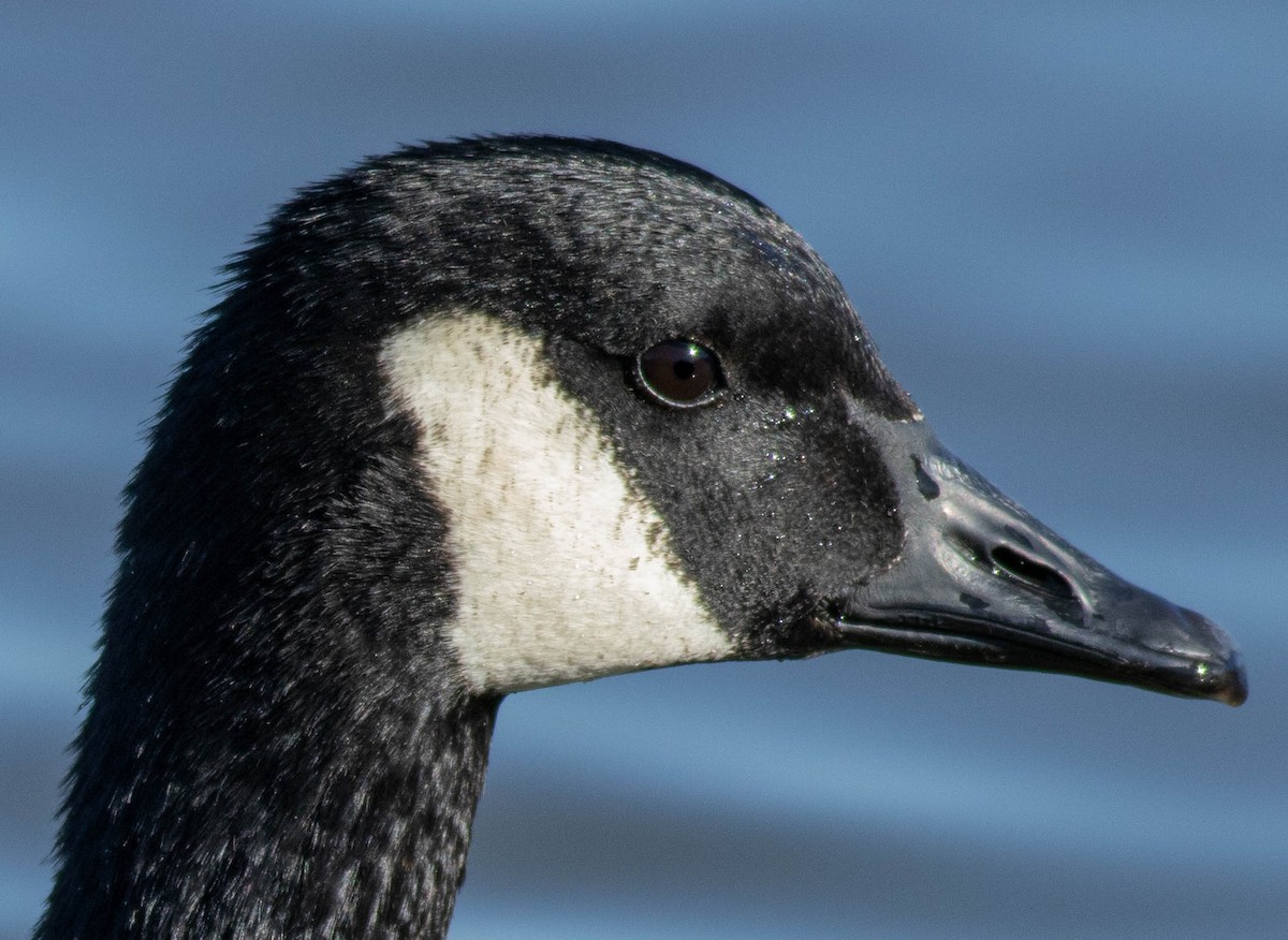 Canada Goose - ML529268011