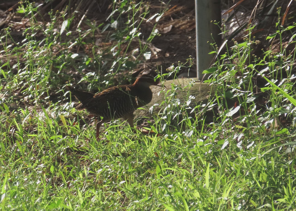 Buff-banded Rail - ML529268831