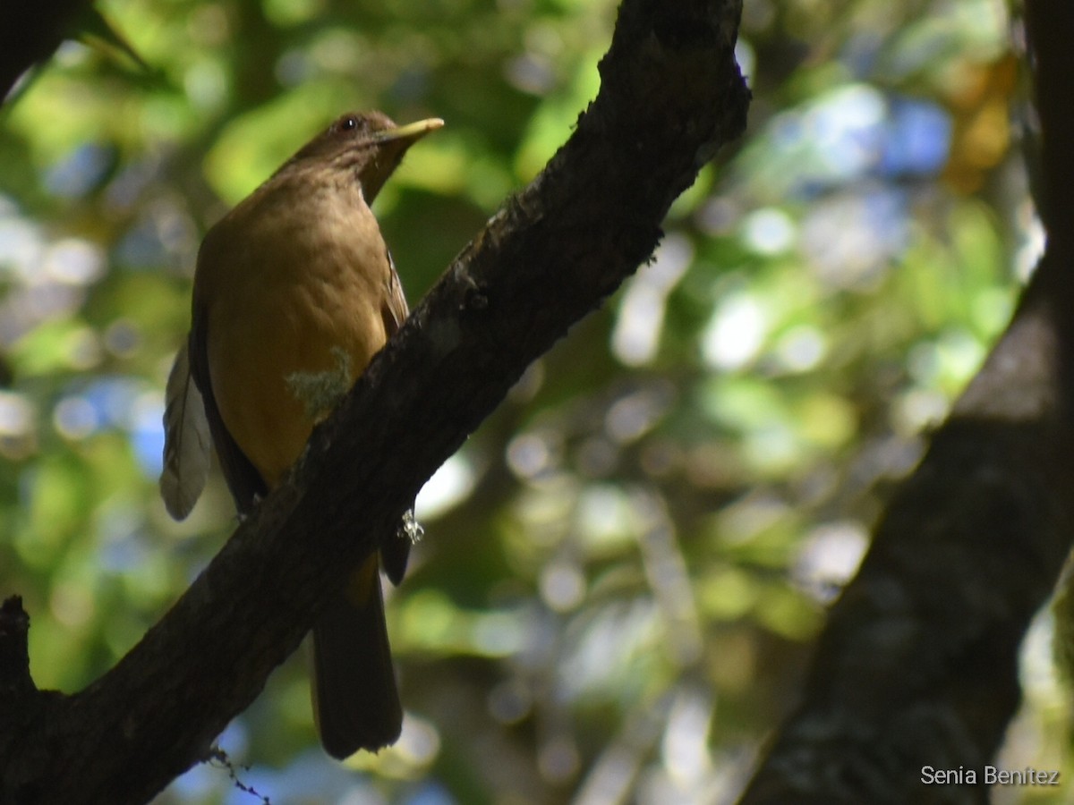 Clay-colored Thrush - Senia Benitez