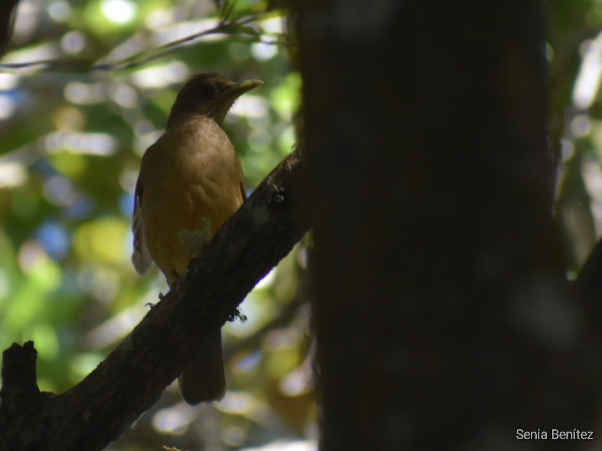 Clay-colored Thrush - Senia Benitez