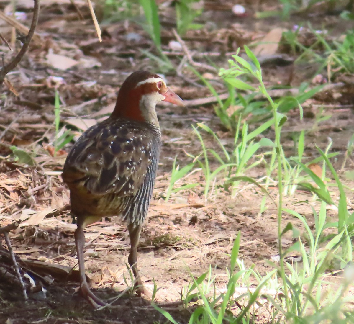 Buff-banded Rail - Paul Dobbie