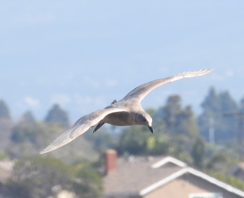 Glaucous-winged Gull - ML529269221