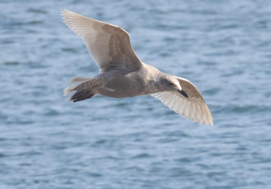 Glaucous-winged Gull - ML529269231