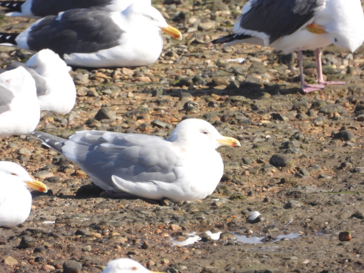 Glaucous-winged Gull - ML529269241