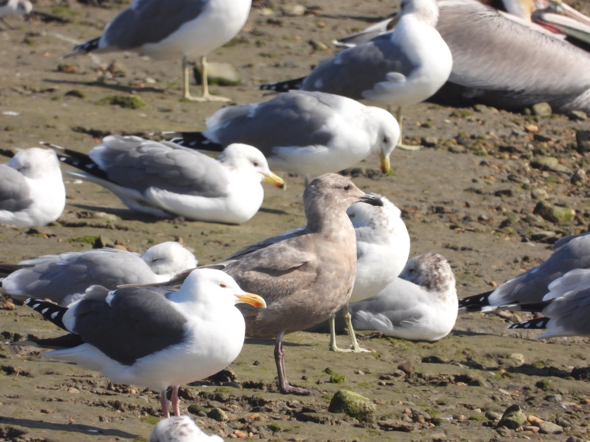 Glaucous-winged Gull - ML529269261