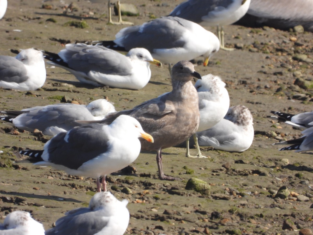 Glaucous-winged Gull - ML529269281