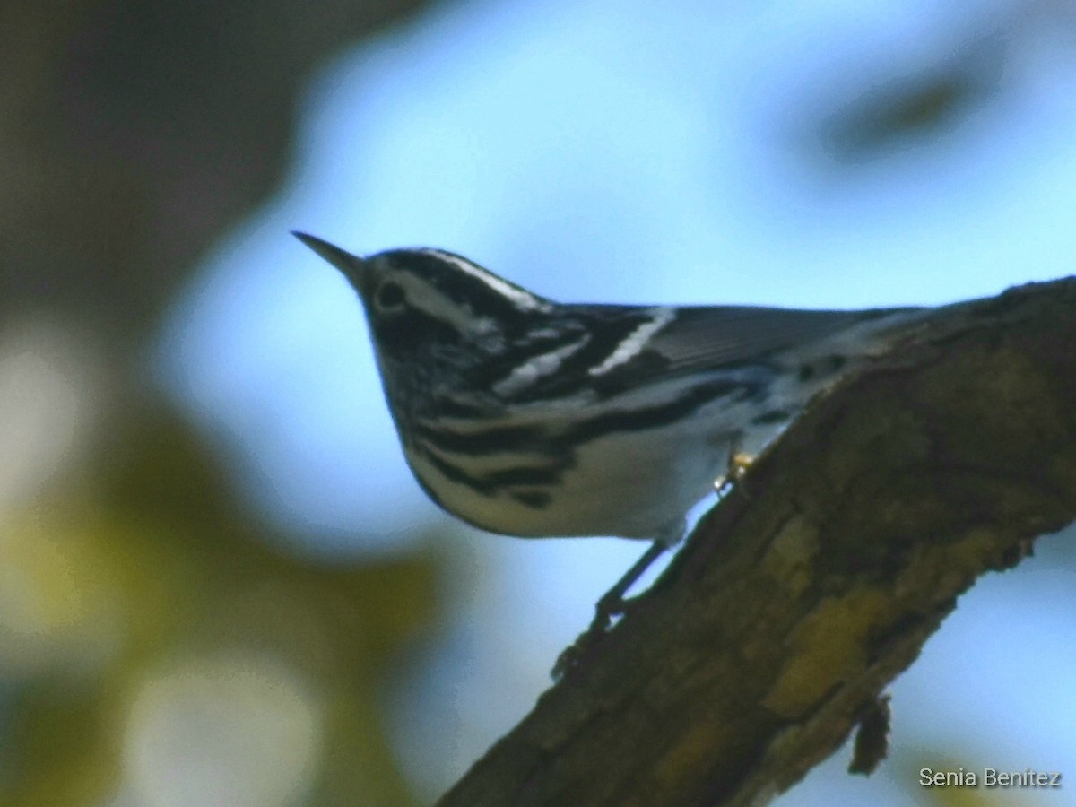 Black-and-white Warbler - Senia Benitez