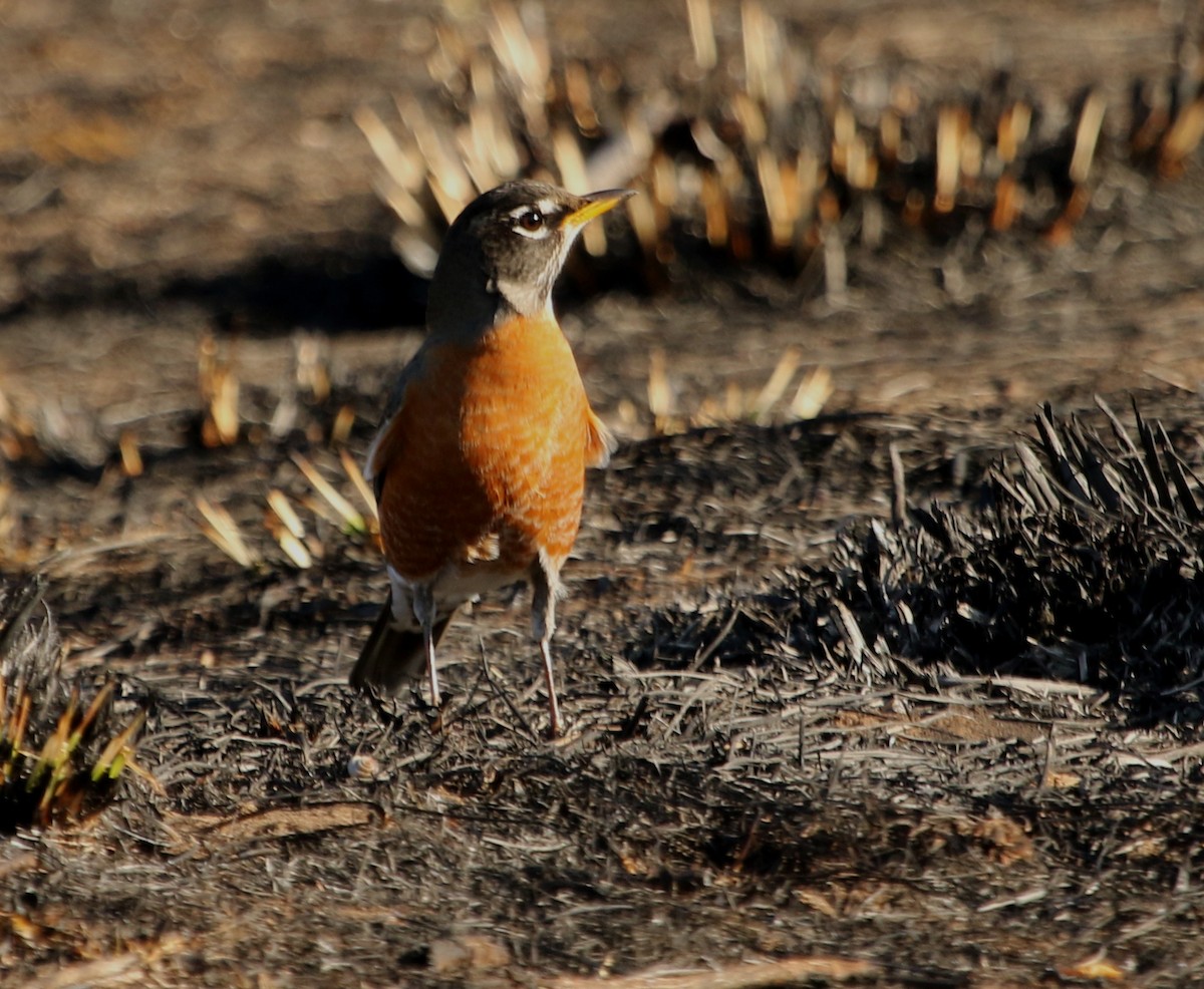 American Robin - ML529269671