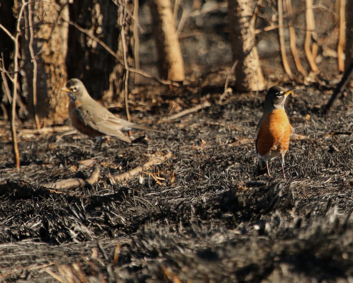 American Robin - ML529269681